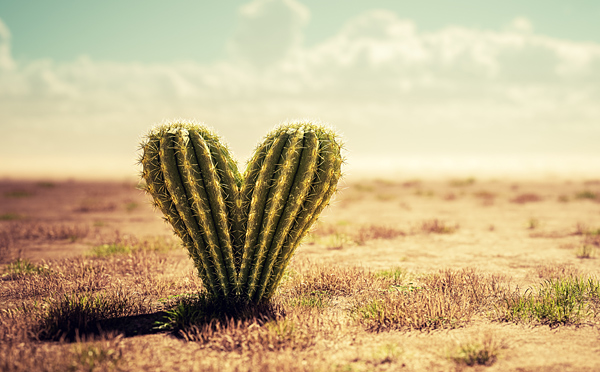 Kaktus in Herzform © Photocreo Bednarek/AdobeStock