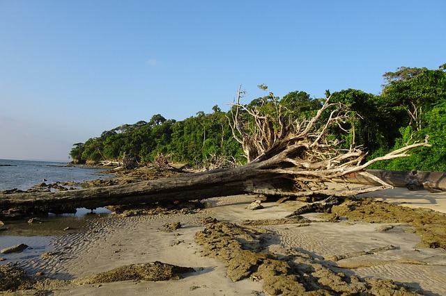 entwurzelter Baum am Strand © Bishnu Sarangi auf Pixabay