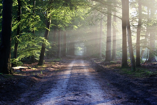 Ein Waldweg führt durch den Wald. © bertvthul auf Pixabay
